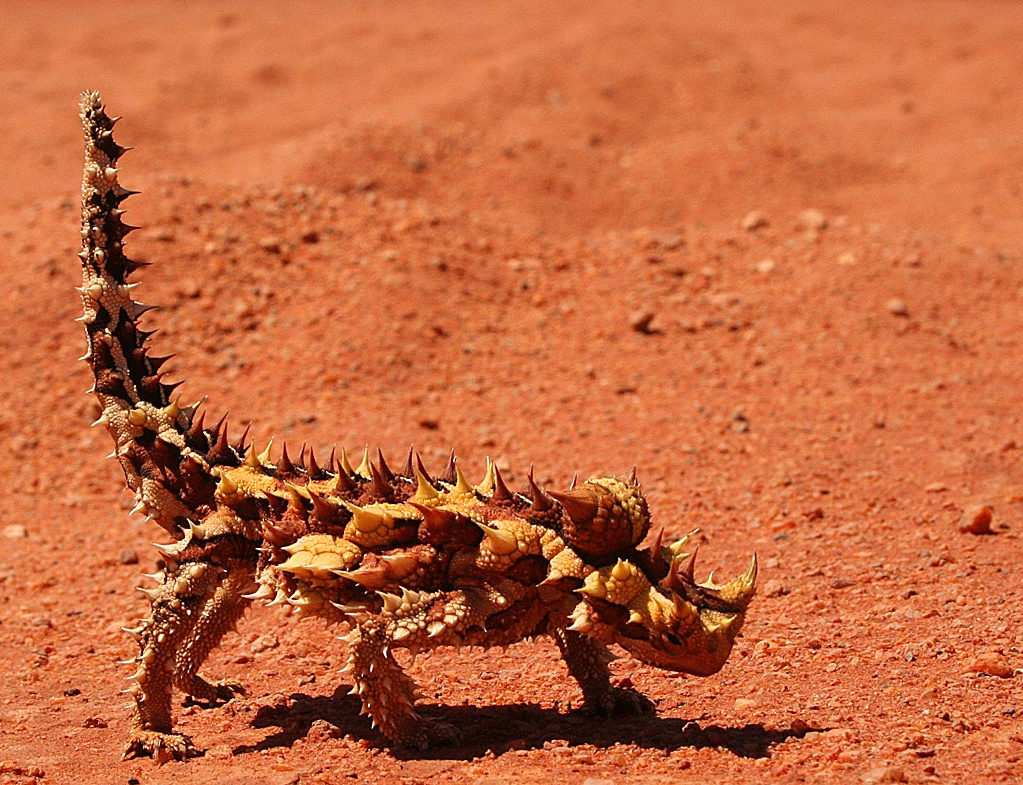 photo of a 'thorny devil' lizard in the desert sand. The thorny devil is a brown spiky lizard with two large horned scales on its head wich make it look like a dragon or a devil.
